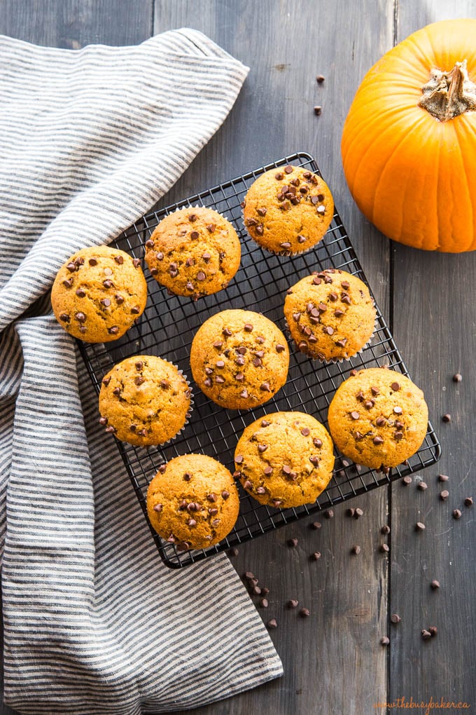 overhead image of 9 muffins made with a simple muffin recipe (chocolate chip pumpkin muffins)