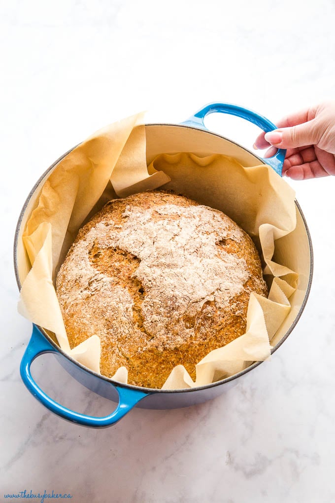 woman's hand holding handle of blue dutch oven with homemade bread baked in it