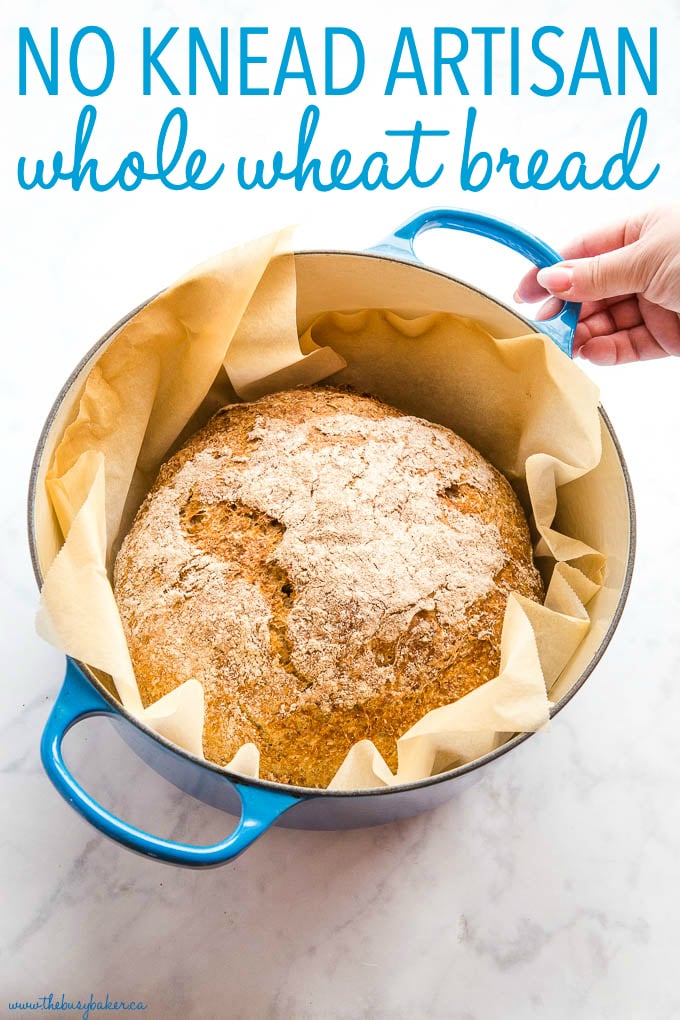 titled photo (and shown) No Knead Whole Wheat Artisan Bread (in a blue Dutch oven)