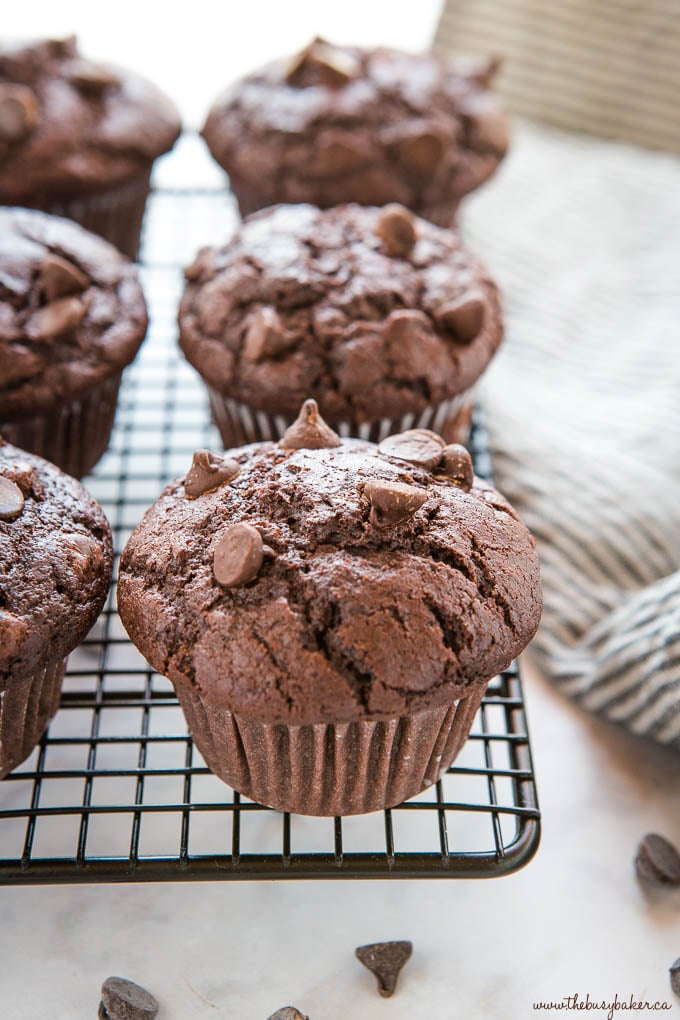 double chocolate chip muffin on black wire rack