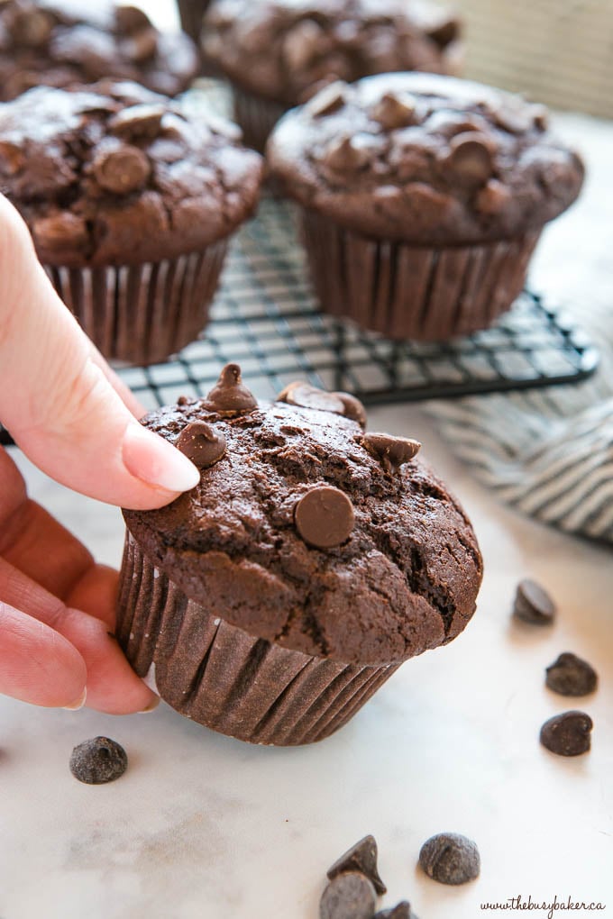 hand holding double chocolate chip muffin