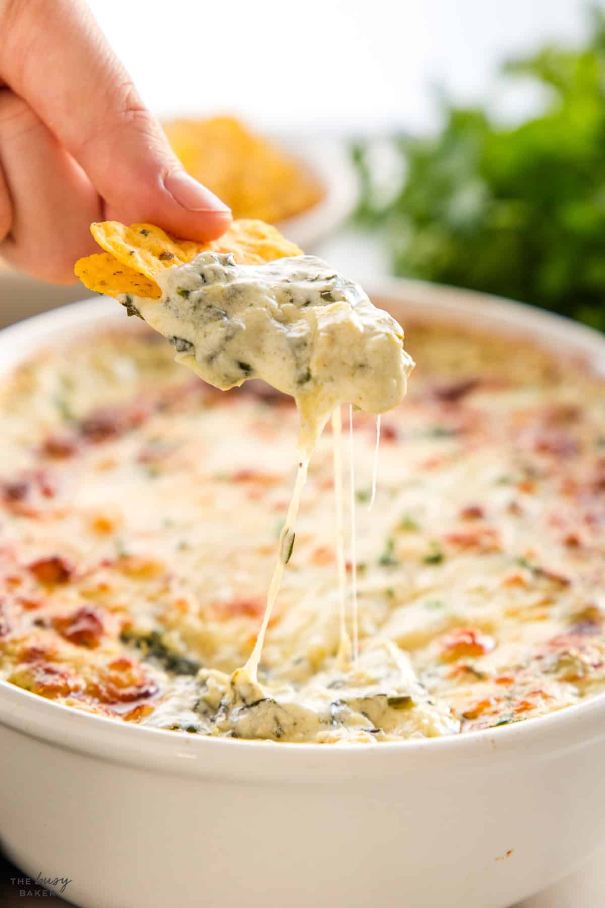 cheesy appetizer recipe